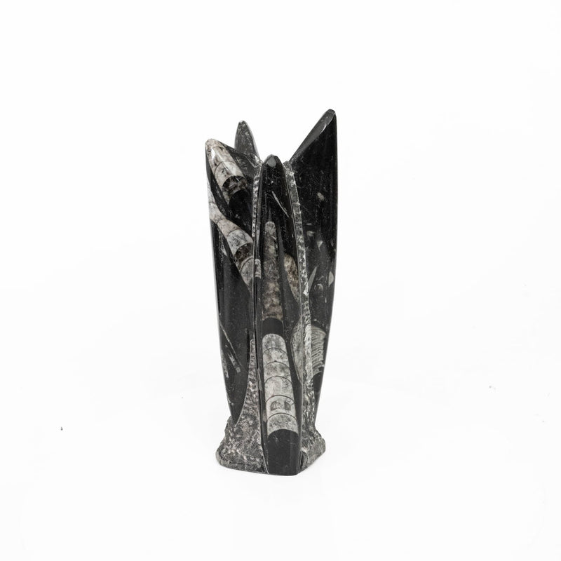 Orthoceras