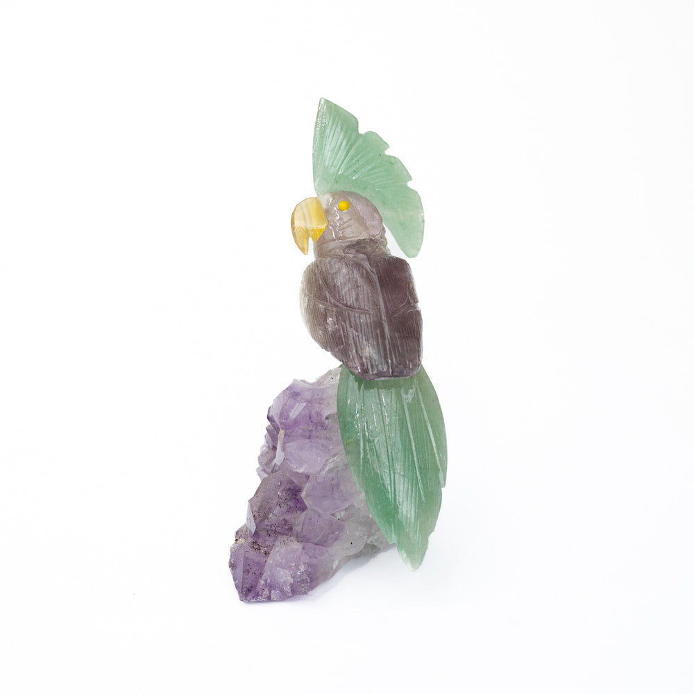 Amethyst parrot