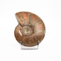 Ammonite Fossil- Polished