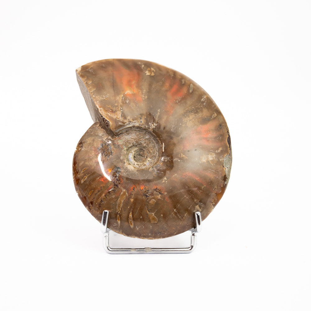 Ammonite Fossil- Polished
