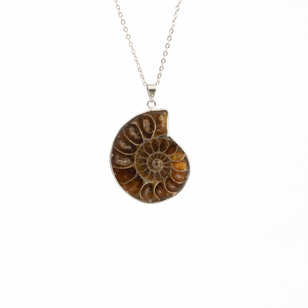 Medium Collectors Bundle- Fossil