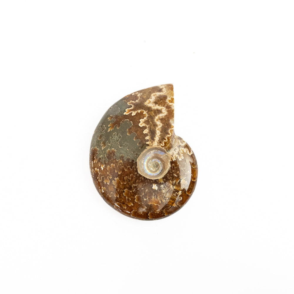 Ammonite Fossil- Part Polished