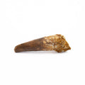 Natural Spinosaurus Fossil Tooth- Large