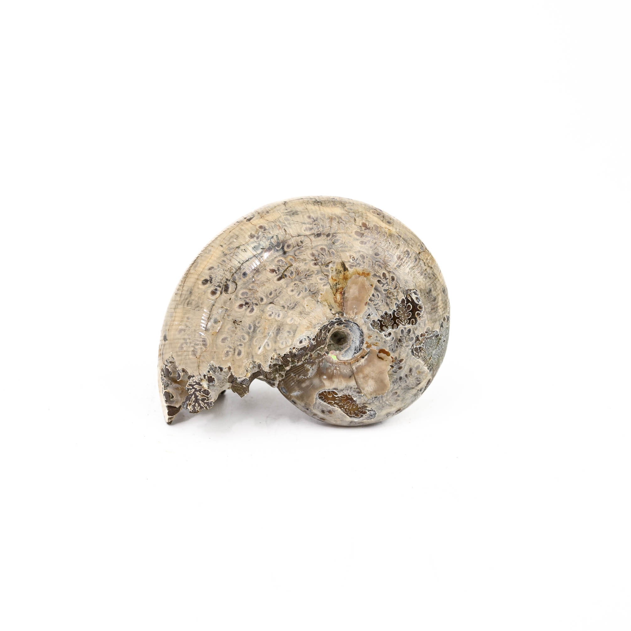 Nautilus Fossil