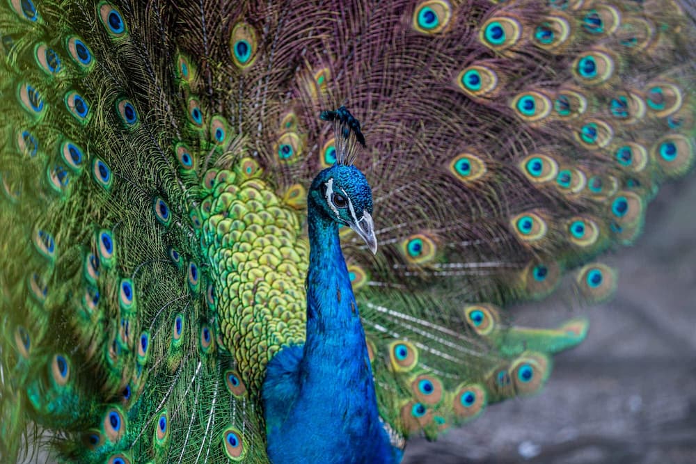 Close-up of a peacock with its vibrant tail feathers.