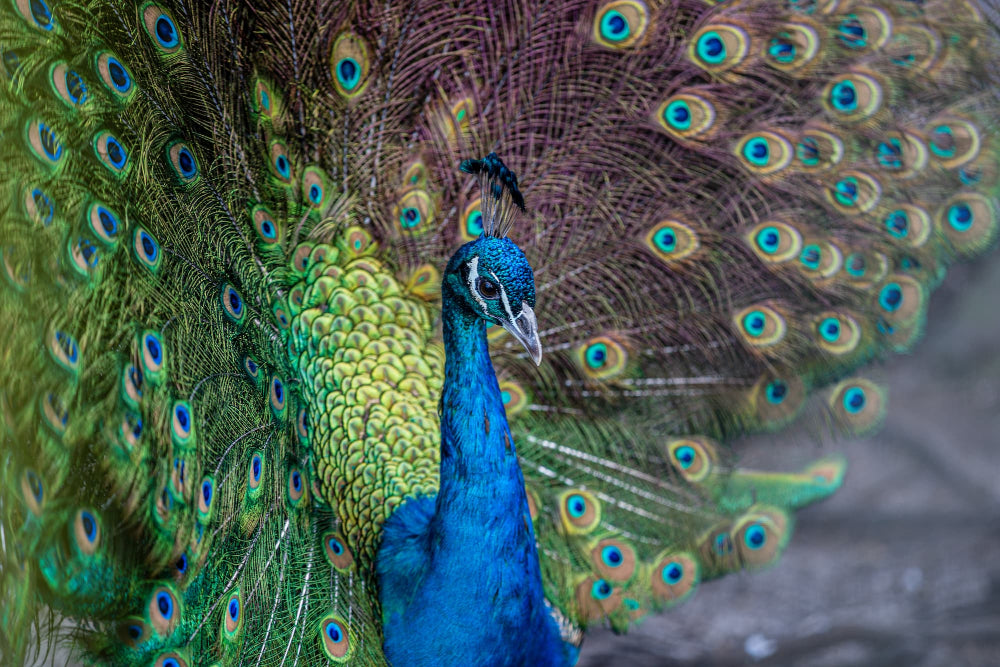 Close-up of a peacock with its vibrant tail feathers.