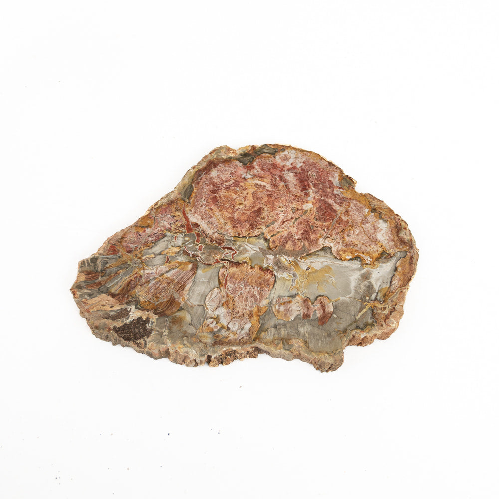Petrified Wood Slab