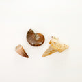 Small Mix & Match Fossil Bundle- Save Up to $10