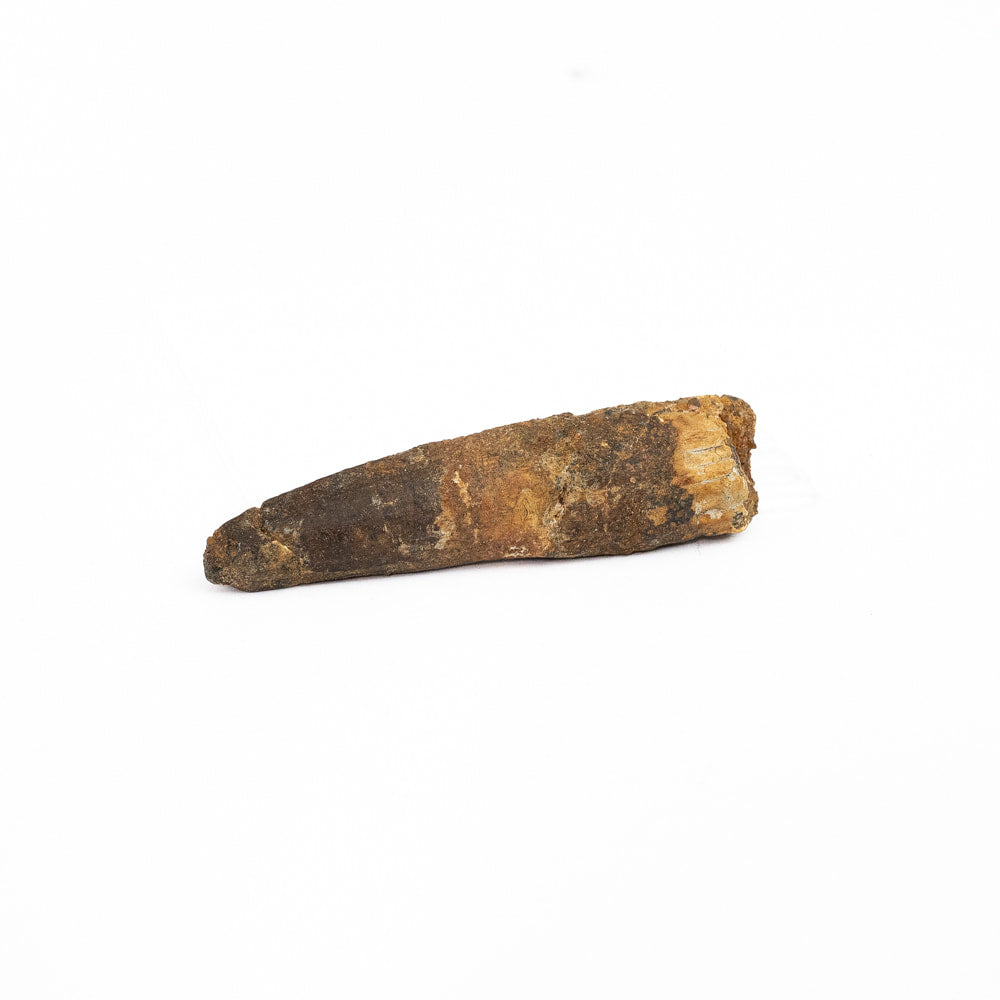 Natural Spinosaurus Fossil Tooth