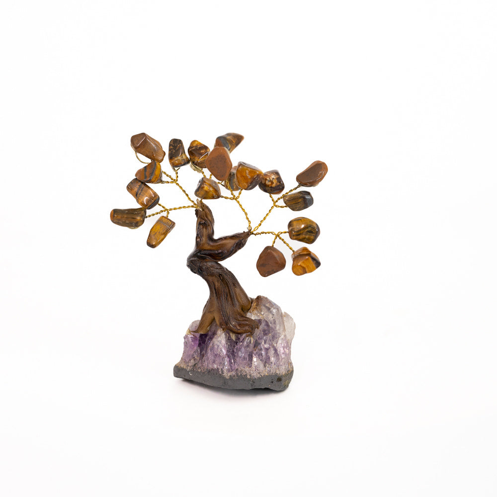Tigers Eye Tree