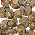 Ammonite Fossil - Small