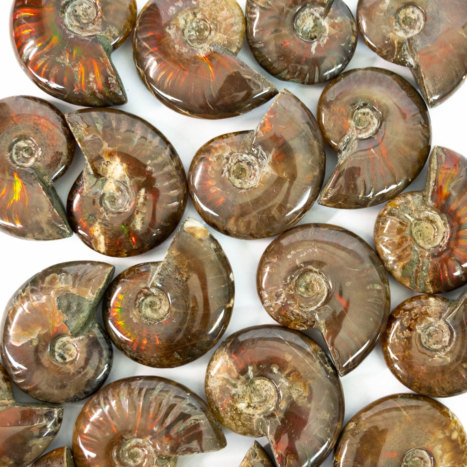 Ammonite Fossil - Small