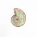 Ammonite Fossil