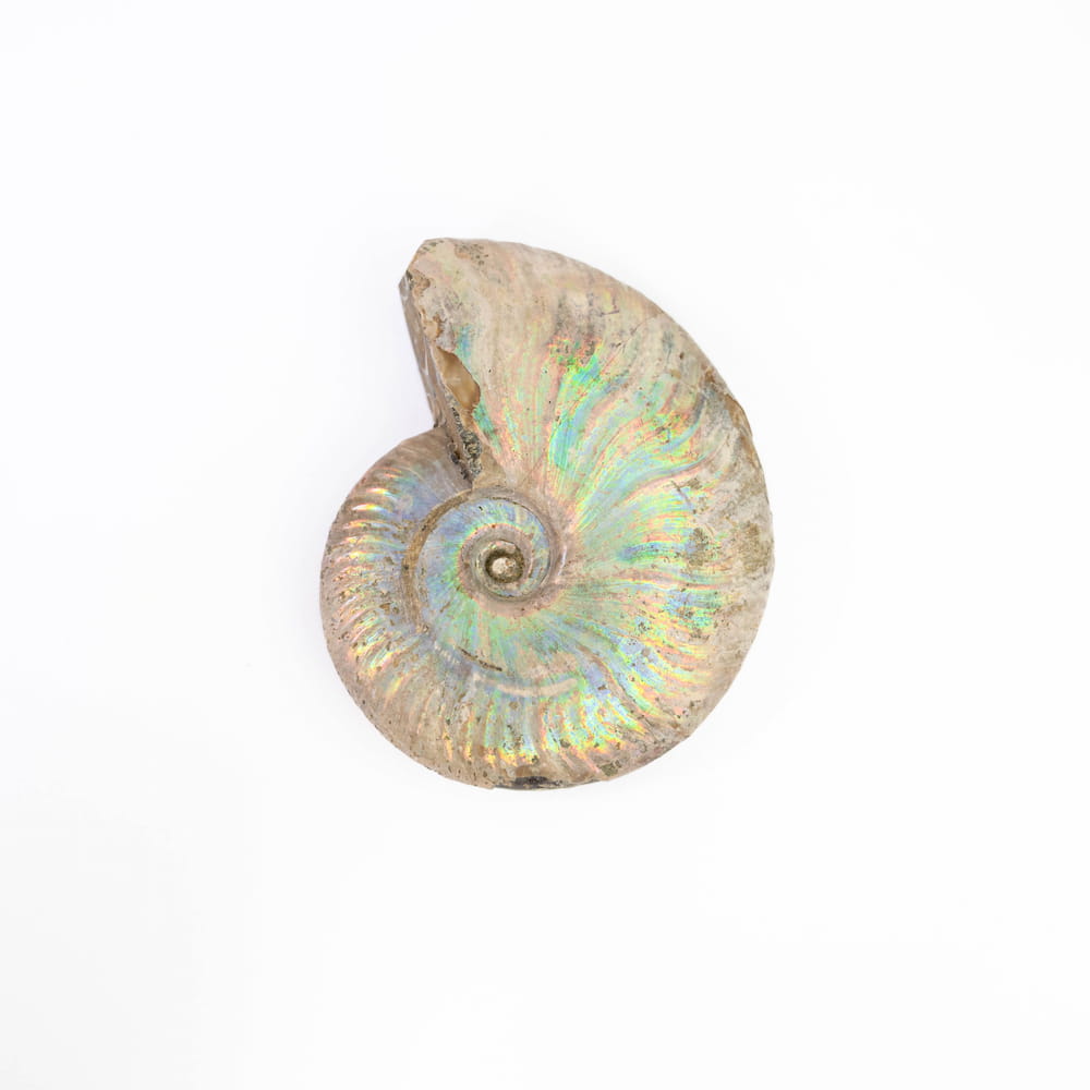 Ammonite Fossil