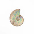 Ammonite Fossil