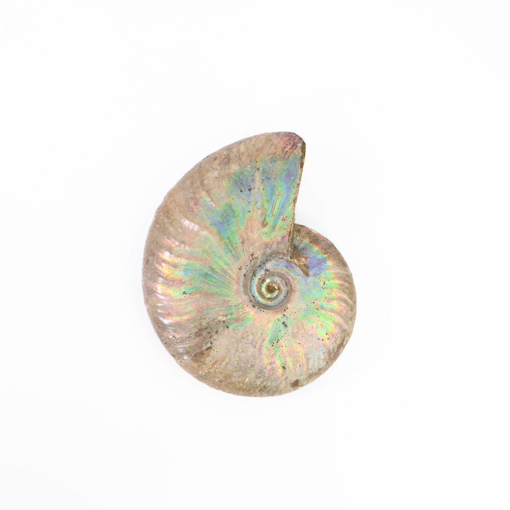 Ammonite Fossil