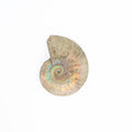 Fossilized ammonite shell on a white background