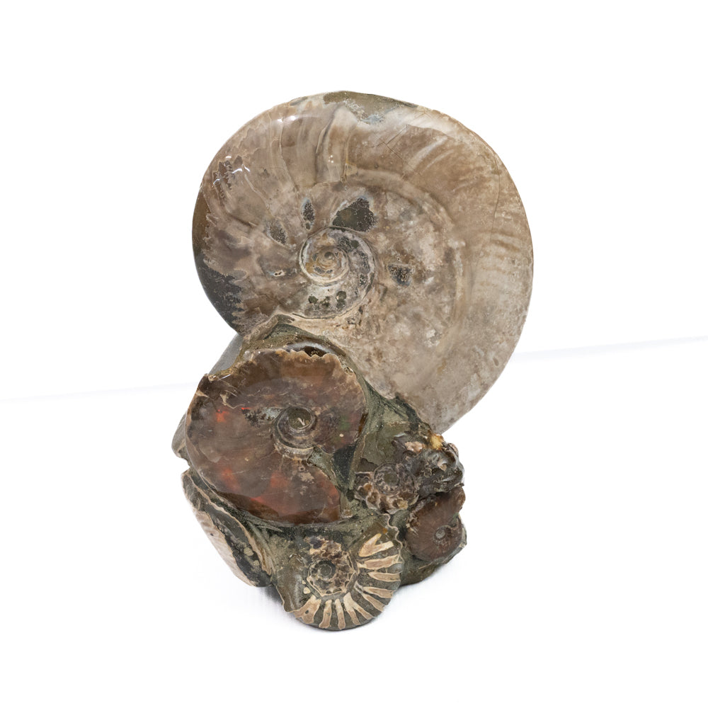 Ammonite Fossil Cluster