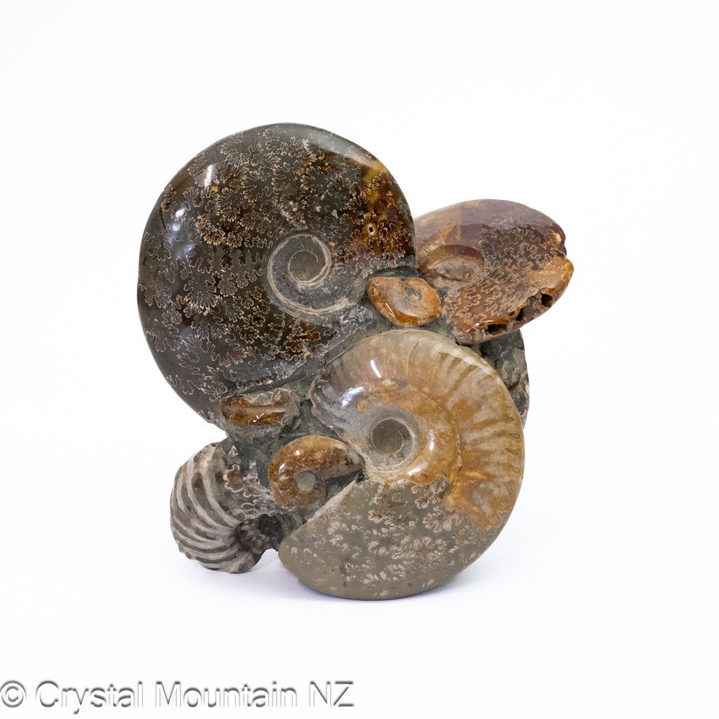 Ammonite Fossil Cluster