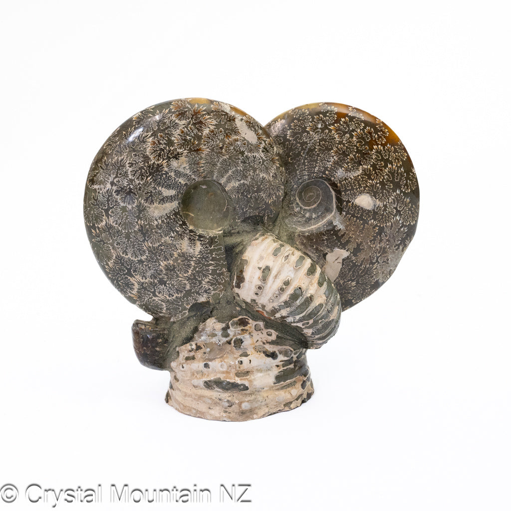 Ammonite Fossil Cluster