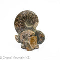Ammonite Fossil Cluster