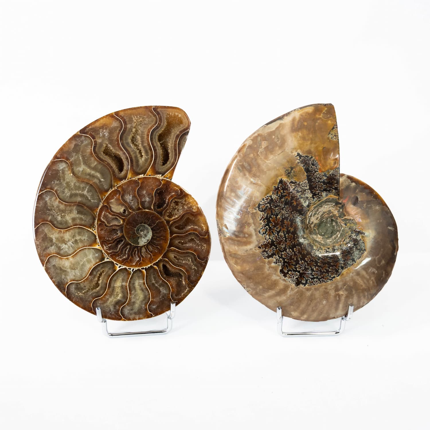 Ammonite Fossil Pair (Polished)