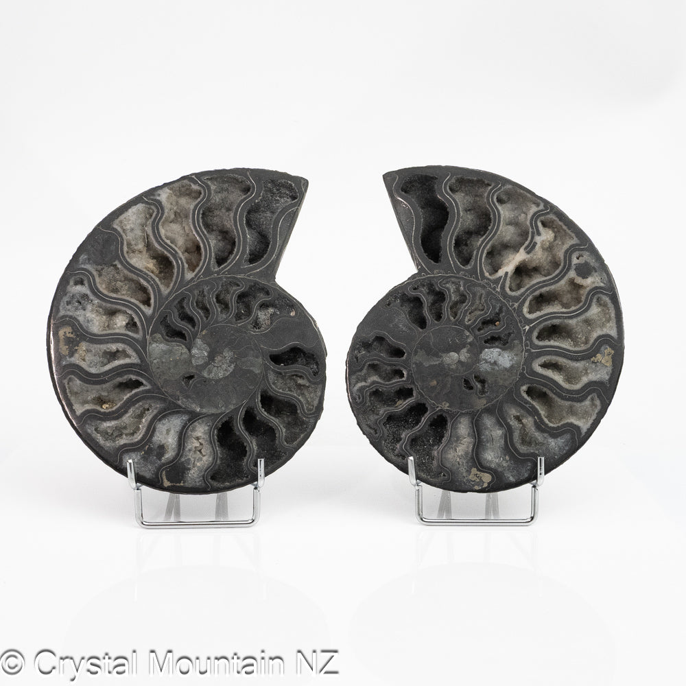 Ammonite Fossil Pair Polished