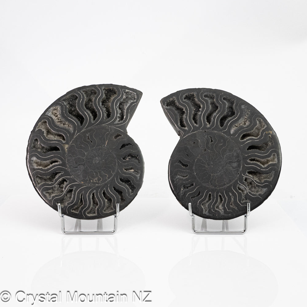 Ammonite Fossil Pair Polished