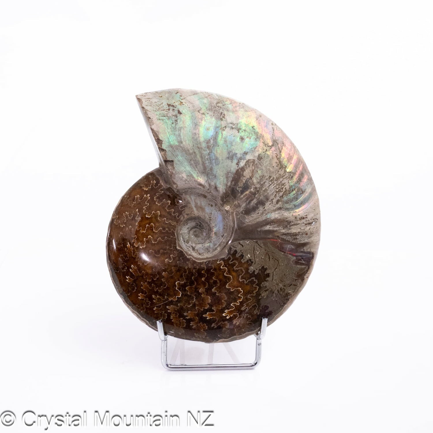 Ammonite Fossil (Part Polished)