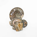 Ammonite Fossil Cluster