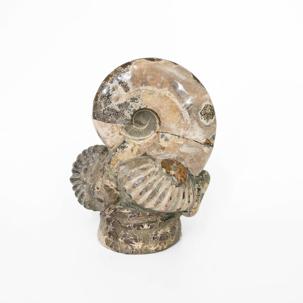 Ammonite Fossil Cluster
