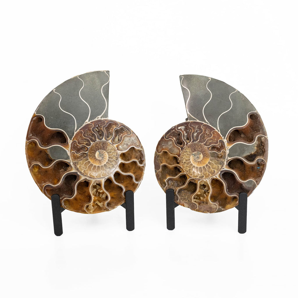 Ammonite Fossil Pair