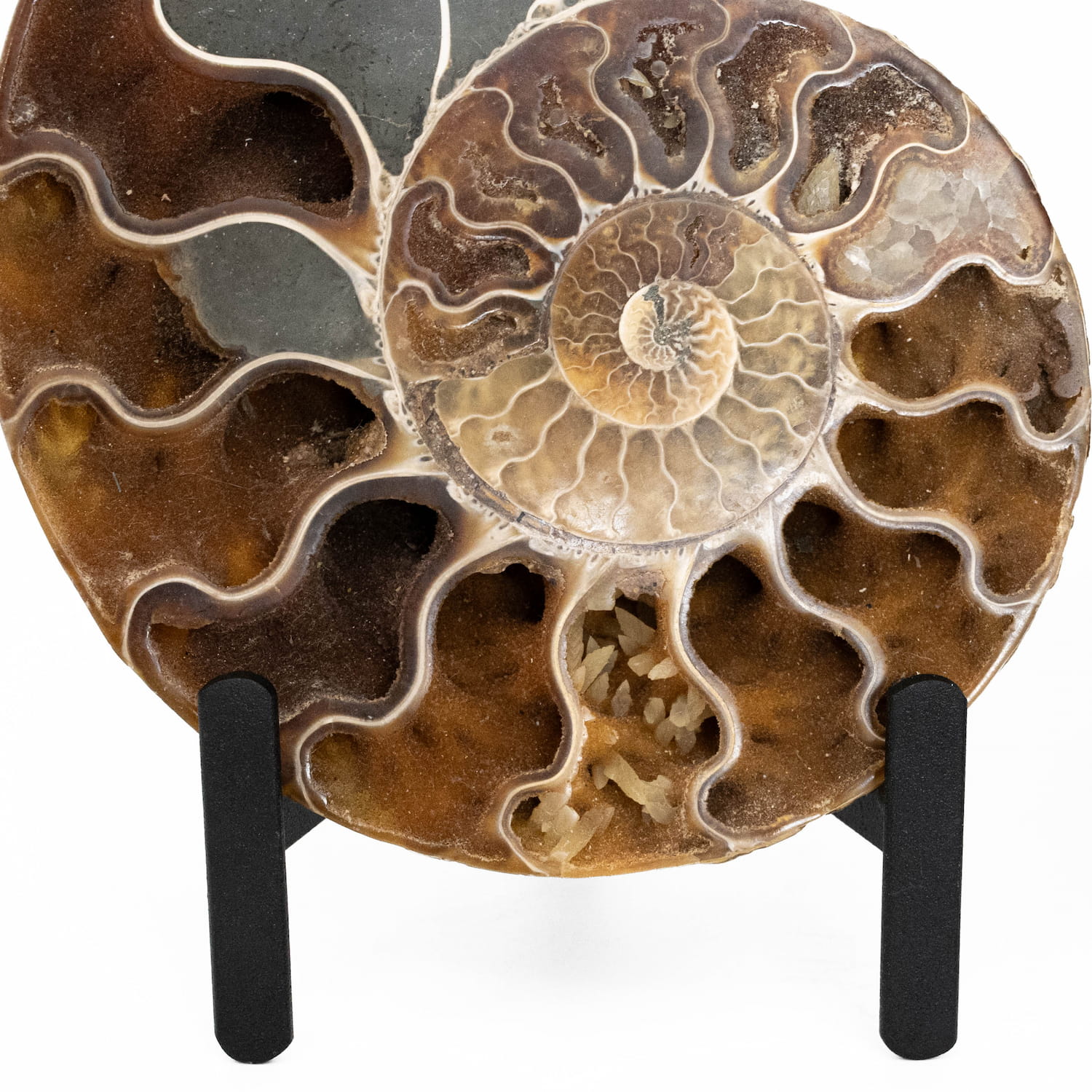 Ammonite Fossil Pair