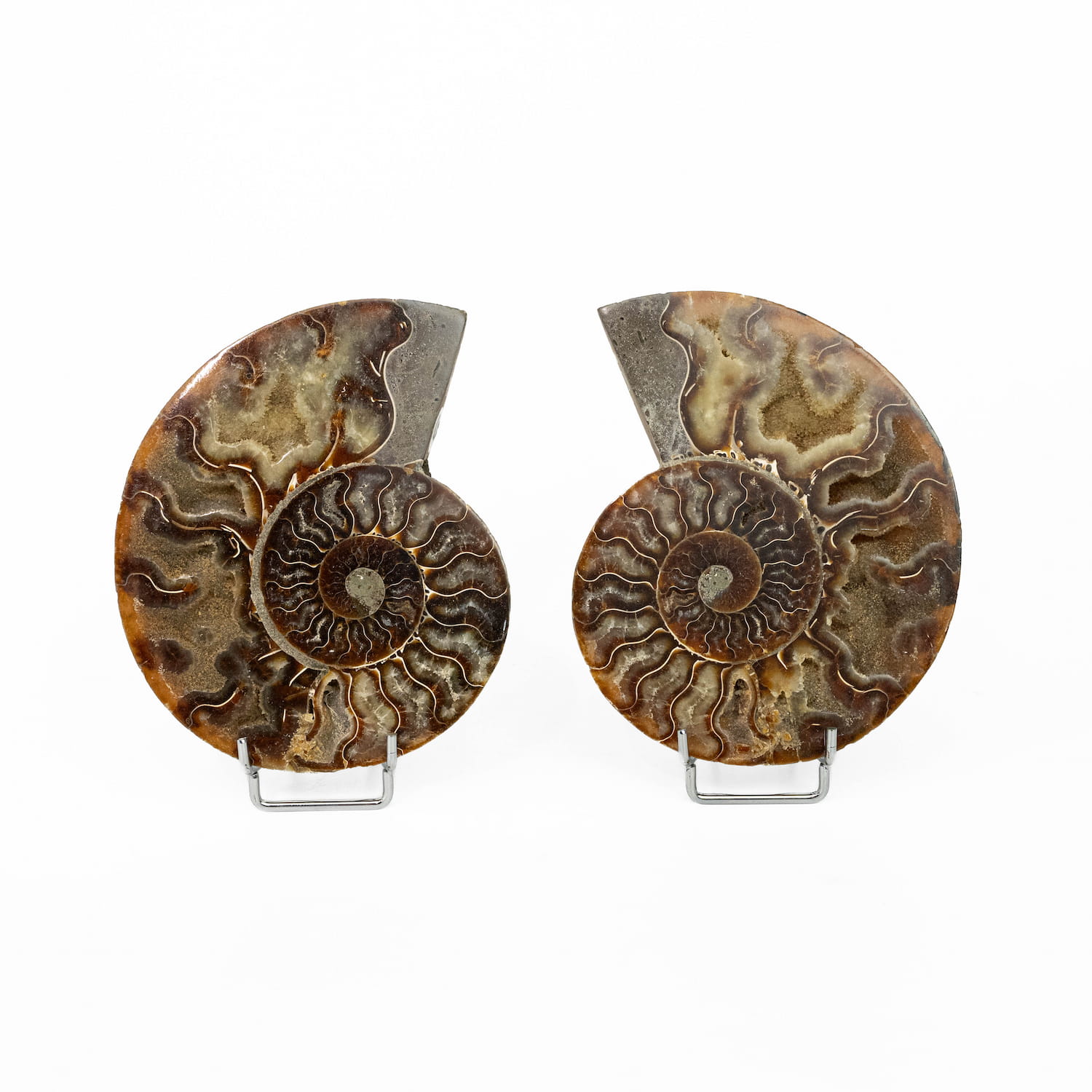 Ammonite Fossil Pair