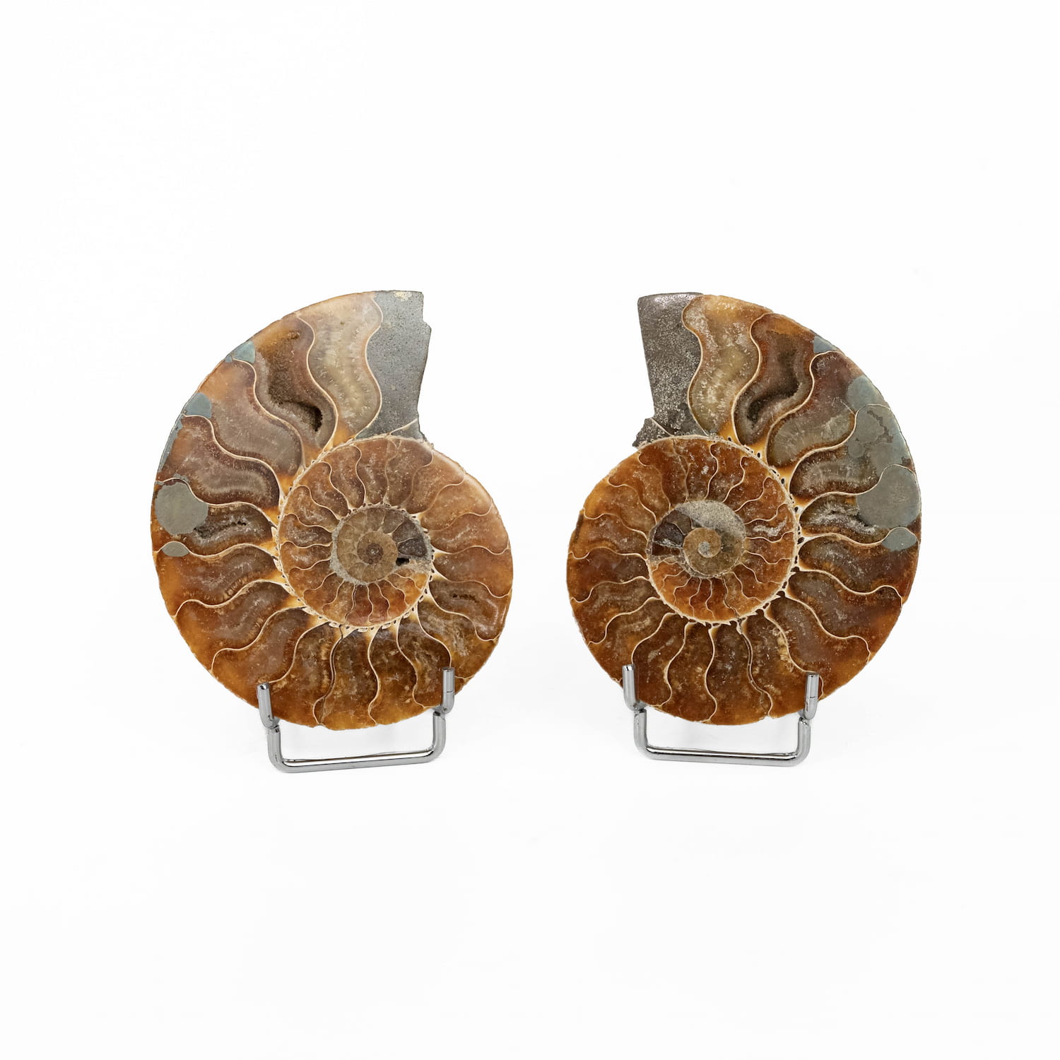 Ammonite Fossil Pair