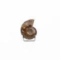 Ammonite Fossil