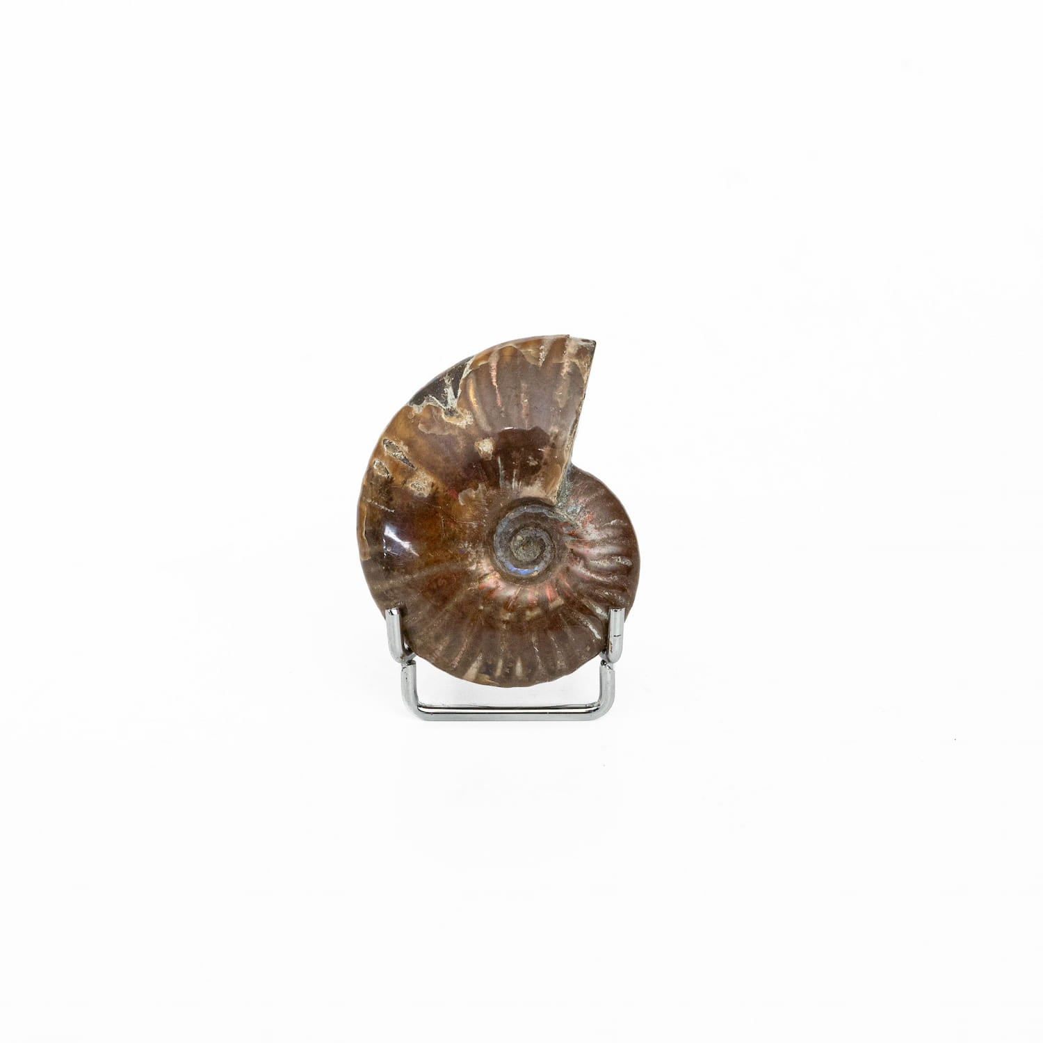 Ammonite Fossil