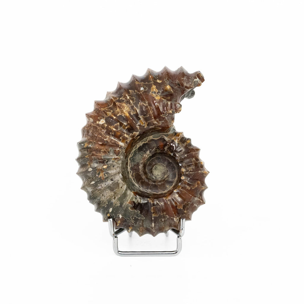 Ammonite Fossil