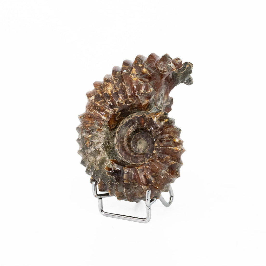 Ammonite Fossil