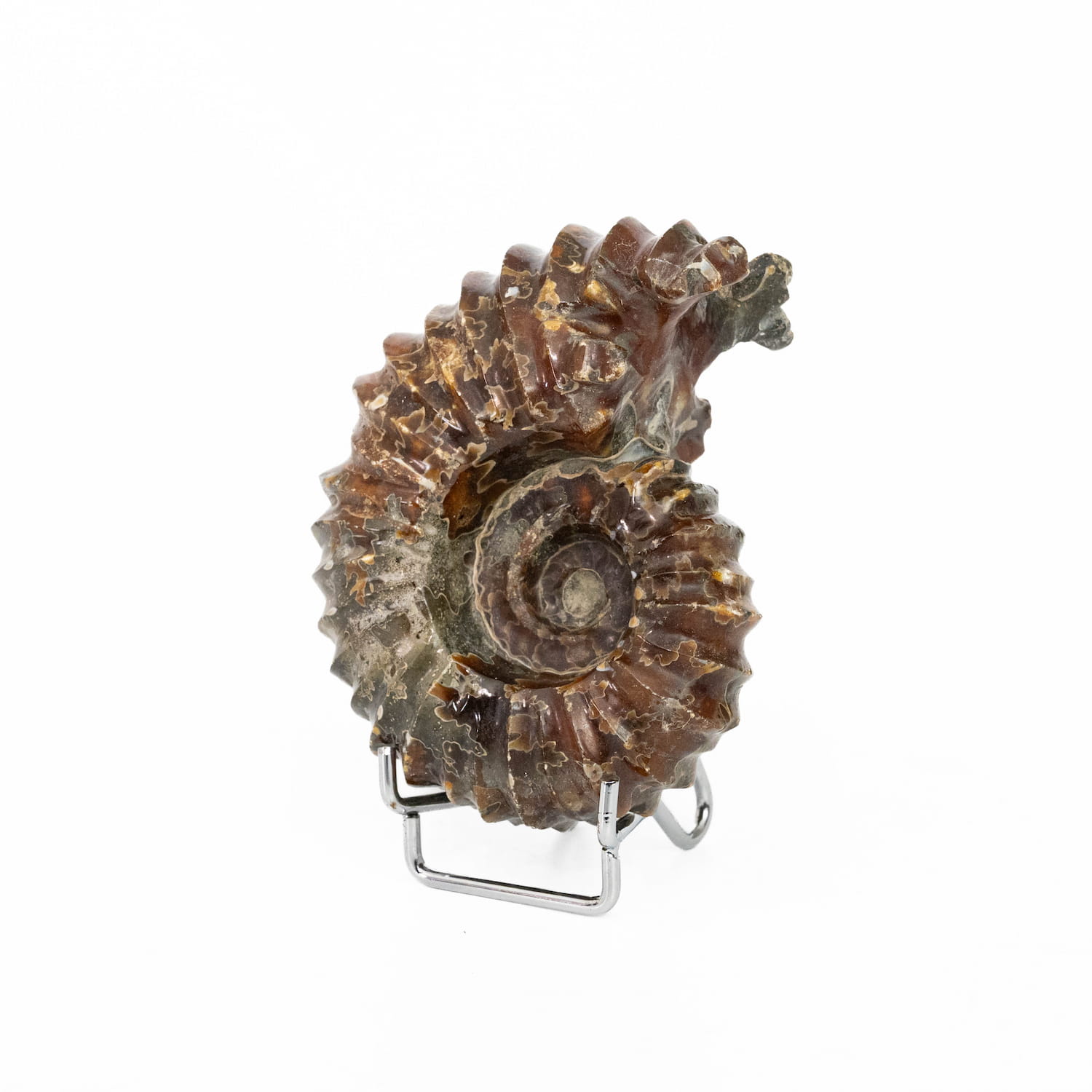 Ammonite Fossil