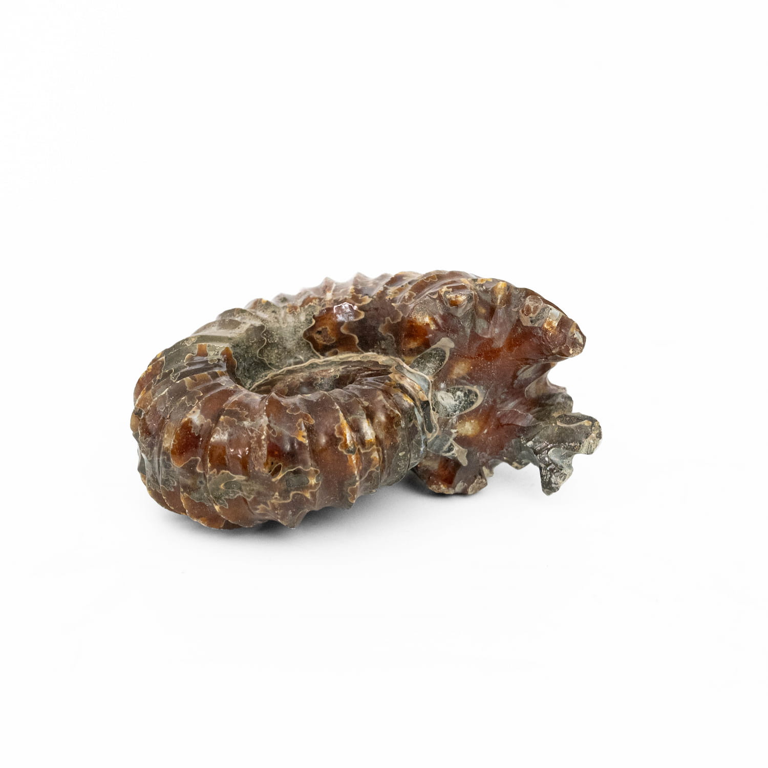 Ammonite Fossil