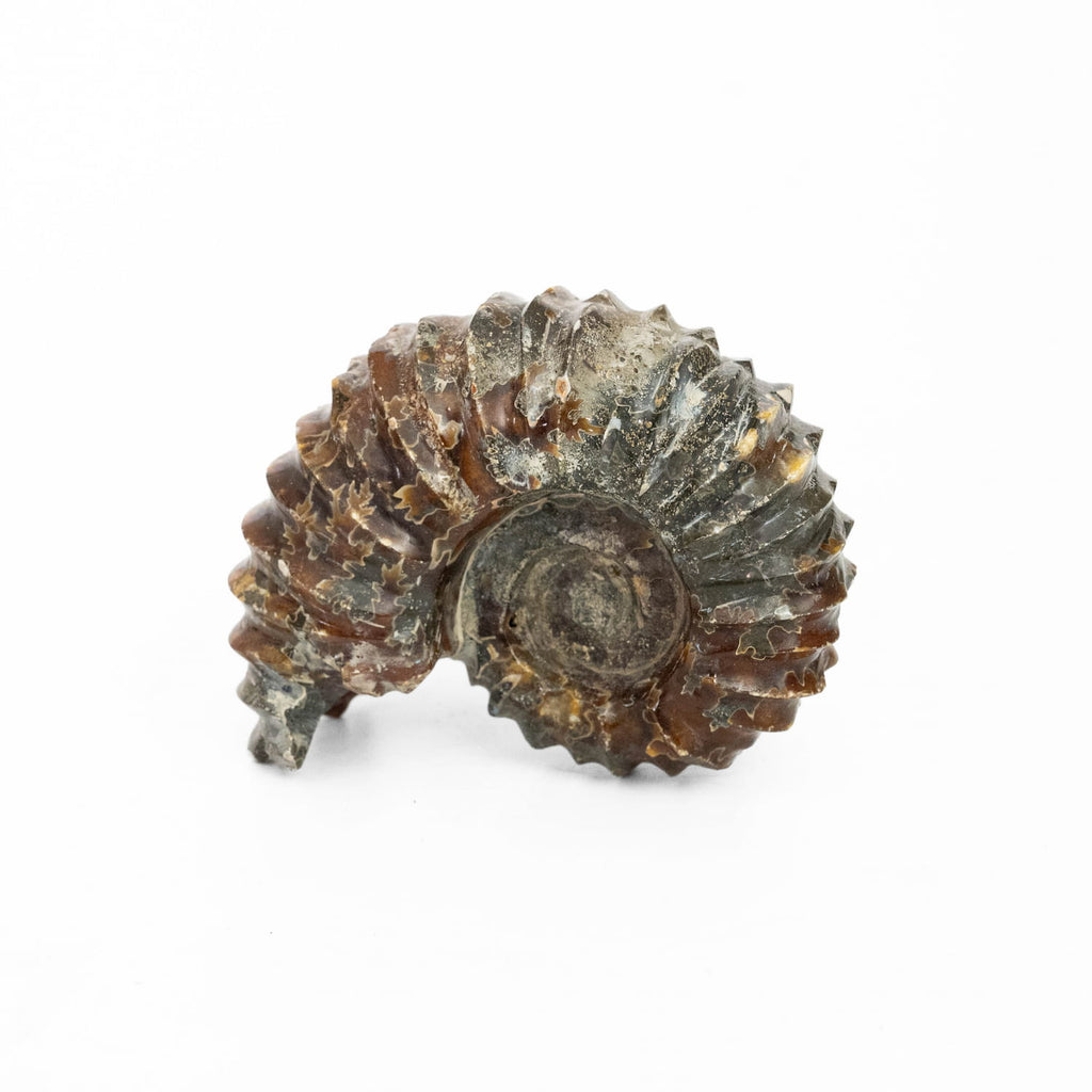 Ammonite Fossil