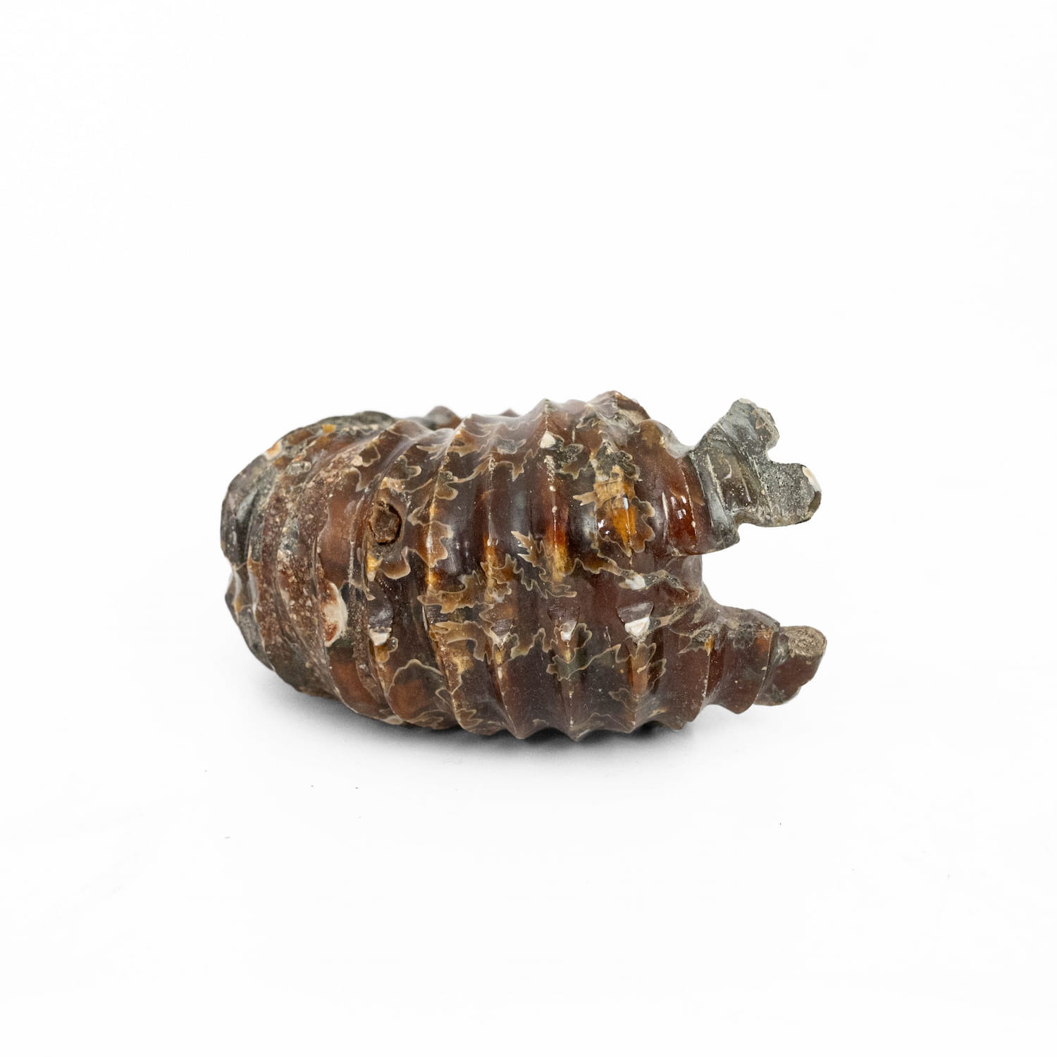 Ammonite Fossil