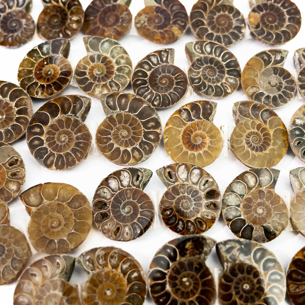 Collection of ammonite fossils on a white background