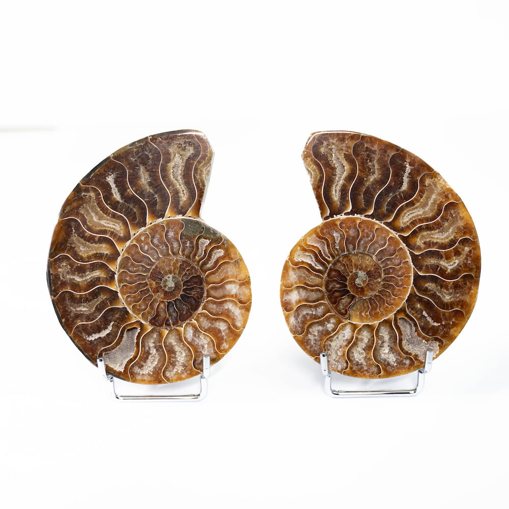 Ammonite Fossil Pair (Polished)