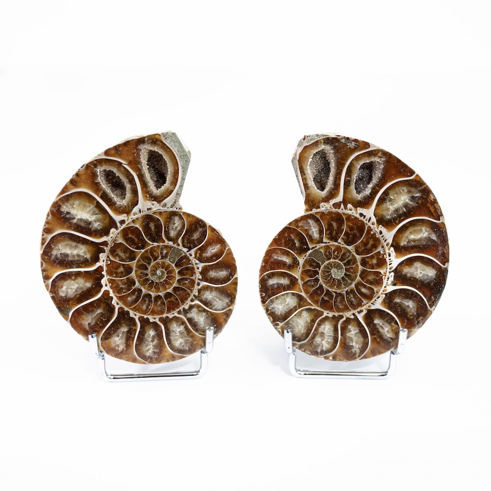 Ammonite Fossil Pair (Polished)