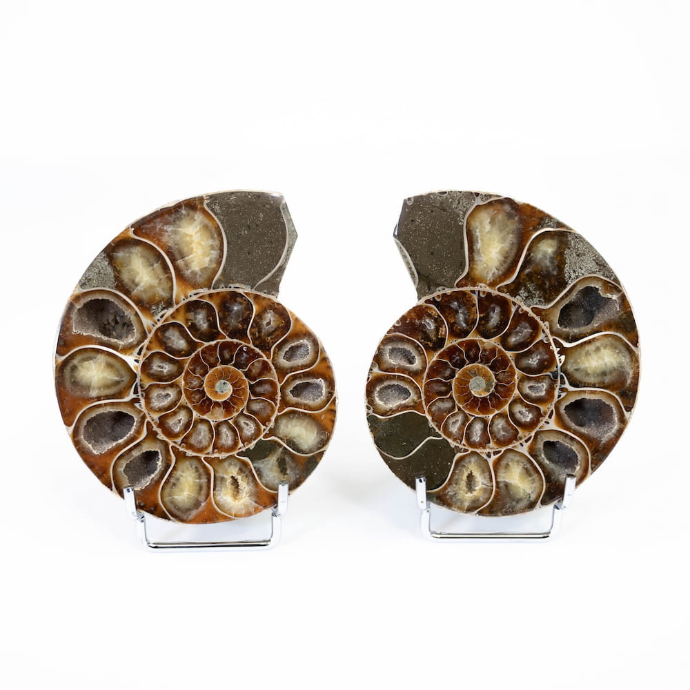 Ammonite Fossil Pair (Polished)