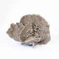 Desert Rose Cluster