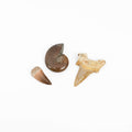 Small Mix & Match Fossil Bundle- Save Up to $10