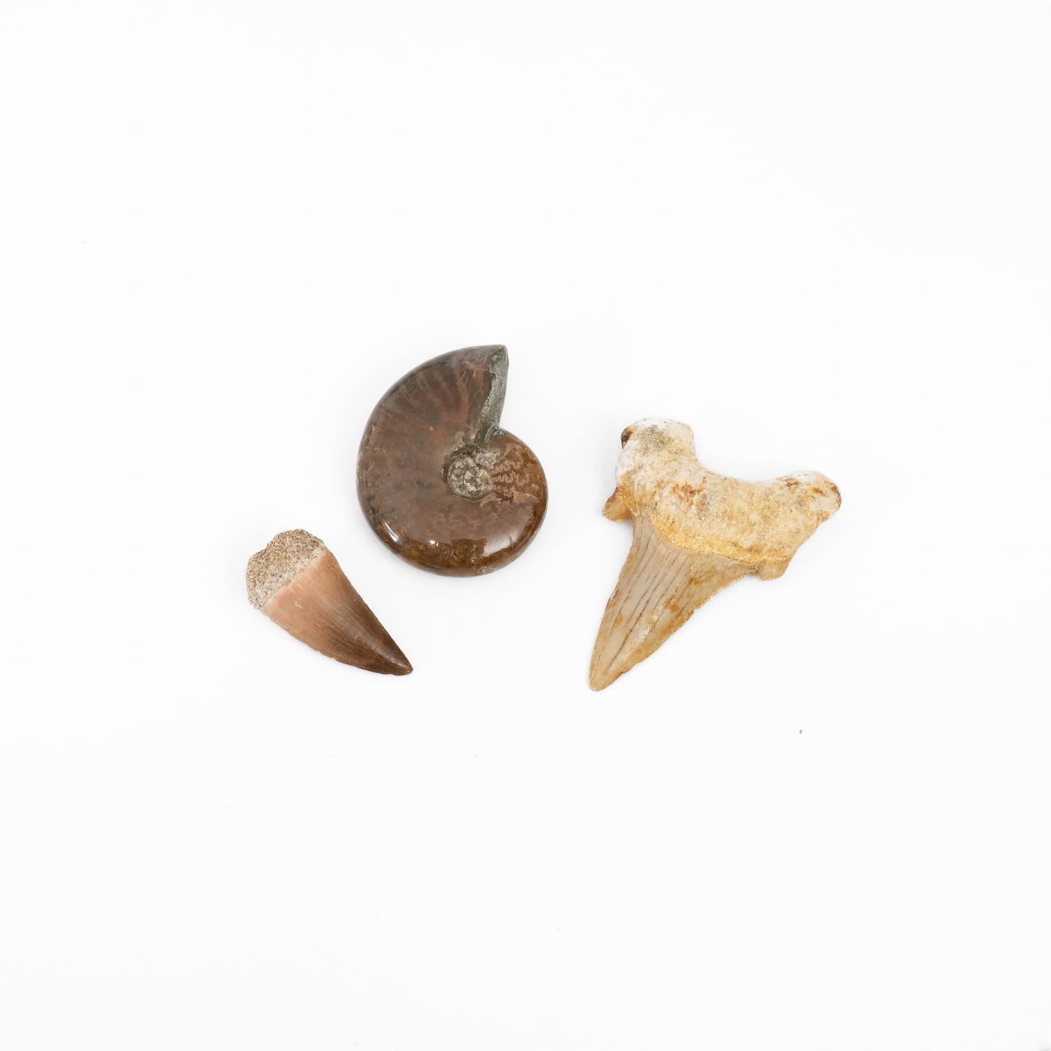 Small Mix & Match Fossil Bundle- Save Up to $10